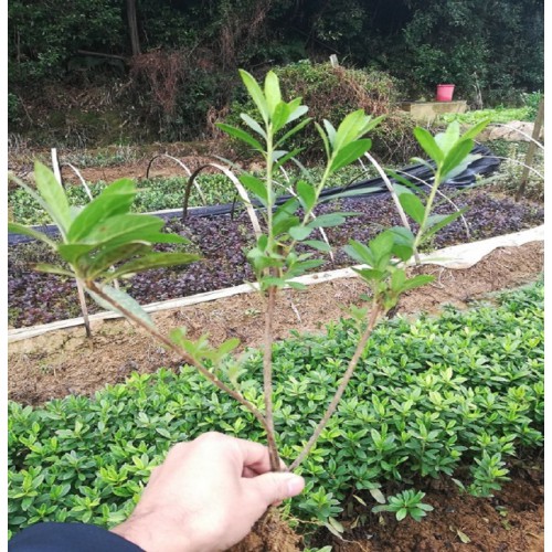 春鹃小苗 春鹃价格 春鹃小苗价格 杜鹃小苗价格 毛鹃小苗价格