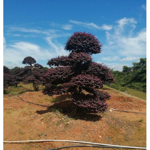 红花继木价格 红花继木桩价格