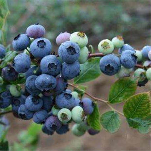 蓝莓苗 蓝莓树苗