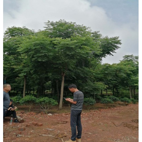 栾树价格 各种规格栾树