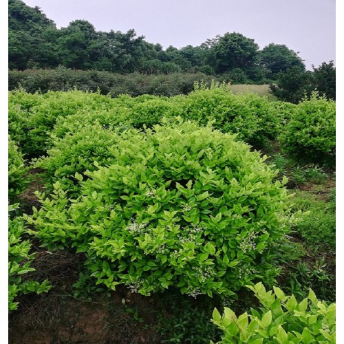 金森女贞球 金森女贞球价格 金森女贞价格