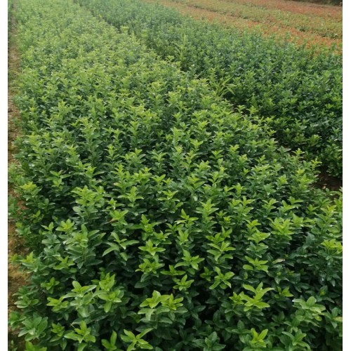 大叶黄杨小苗价格 大叶黄杨价格 大叶黄杨