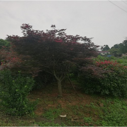 红枫 红枫价格 红枫树价格 移栽红枫