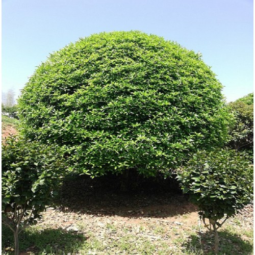 桂花树 桂花树价格