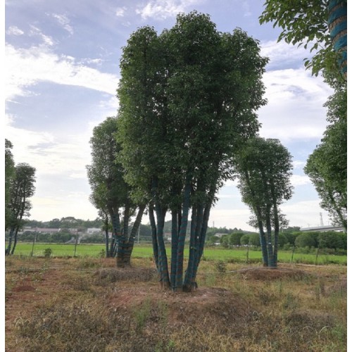 香樟  香樟价格