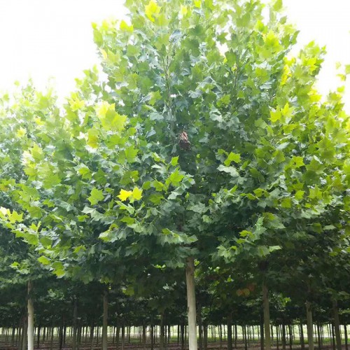 法桐 法桐树 法桐树苗