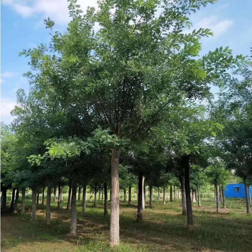 国槐 国槐树价格 国槐厂家