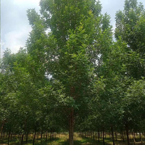 白蜡 白蜡树 白蜡基地