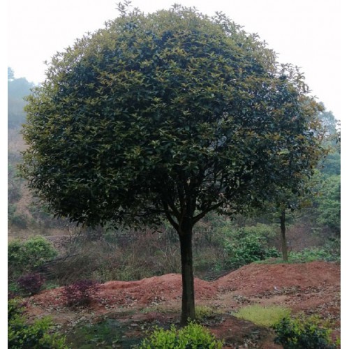 12cm桂花树 桂花树价格