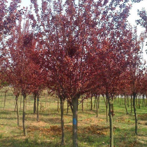 紫叶李 紫叶李价格 紫叶李树苗