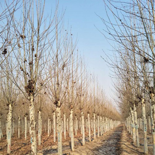 法桐 法桐树苗 法桐厂家