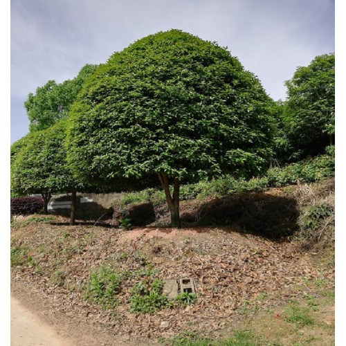 19cm桂花树 桂花树价格