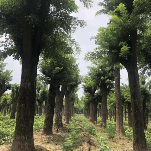 国槐 国槐树厂家