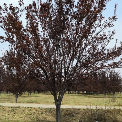 紫叶李树苗 树苗紫叶李价格