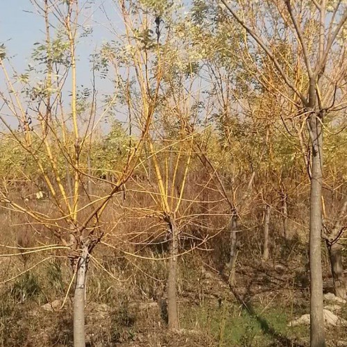 金枝槐 绿化苗木植物金枝槐