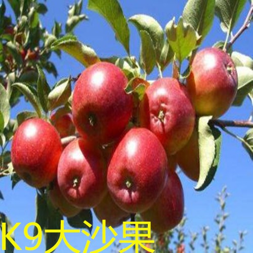 沙果苗 沙果树苗