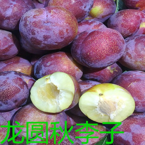 李子苗 李子树苗