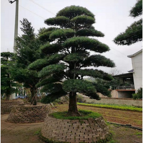 28-29-30公分罗汉松桩价格