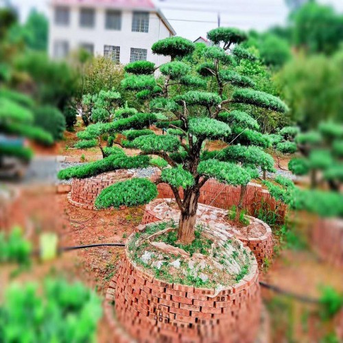 异形罗汉松价格 罗汉松桩价格