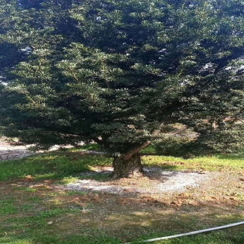 20-22-25-28-30公分罗汉松价格