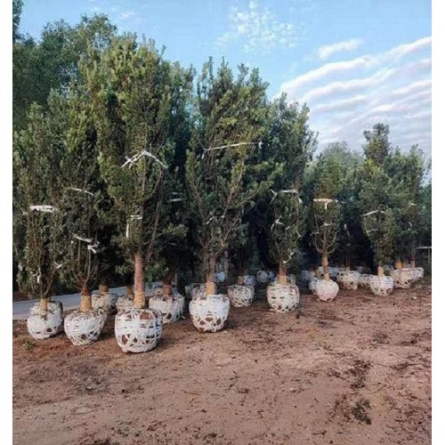 罗汉松 罗汉松价格