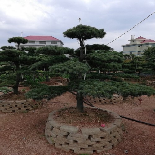 造型罗汉松盆景 造型罗汉松盆景价格