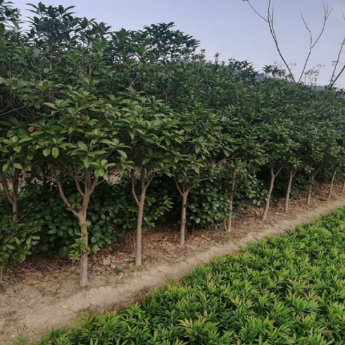 大量供应3-5公分桂花 桂花价格