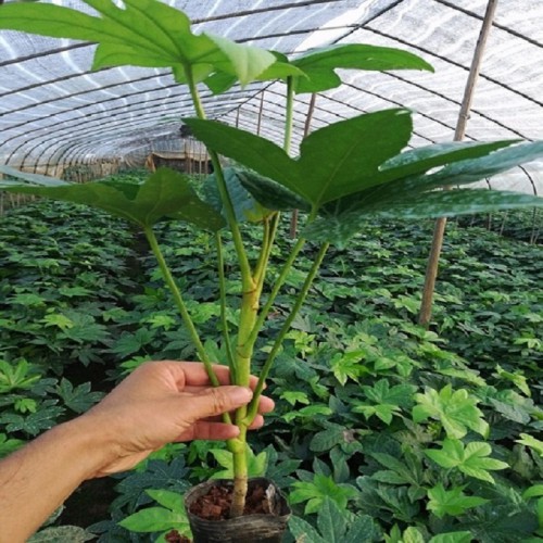 八角金盘小苗价格 八角金盘价格 八角金盘 八角金盘小苗