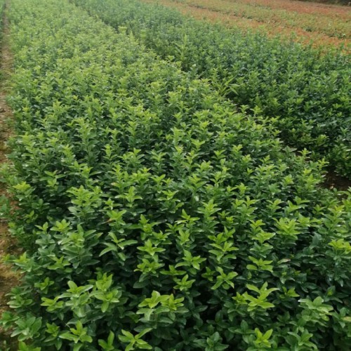 大叶黄杨小苗价格 大叶黄杨价格 大叶黄杨