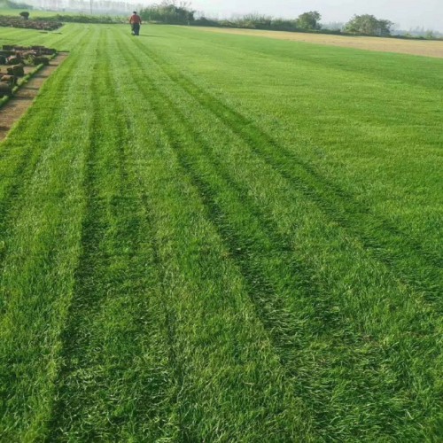 草皮价格 草坪皮 马尼拉草皮价格 混播草坪价格