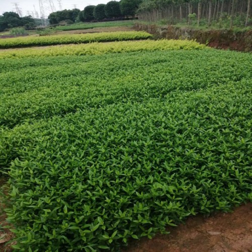 小叶栀子小苗价格 小叶栀子小苗 小叶栀子