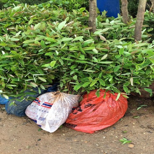 金丝桃小苗价格 金丝桃 南天竹 南天竹价格