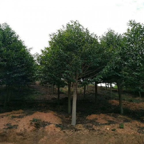 乐昌含笑价格 各种规格乐昌含笑 景叶白兰价格 乐昌含笑树