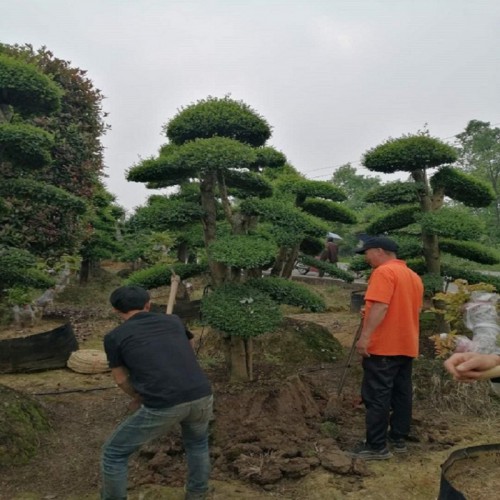 女贞桩 小叶女贞桩 小叶女贞价格 小叶女贞球 造型小叶女贞