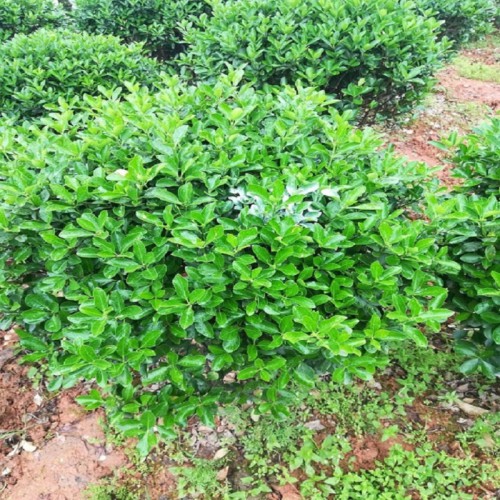 大叶黄杨球 大叶黄杨球价格 大叶黄杨价格 大叶黄杨小苗