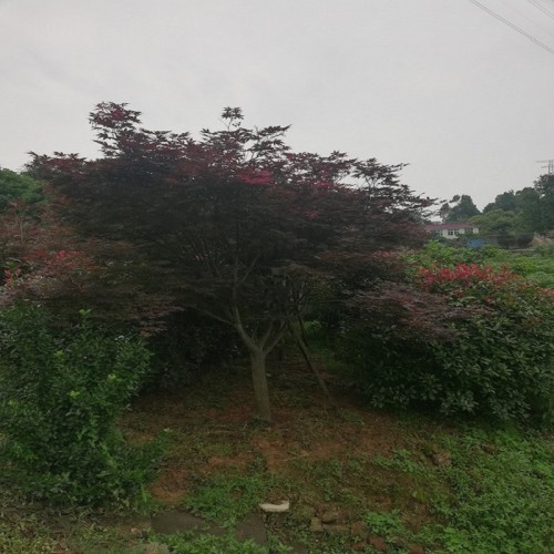 红枫 红枫价格 红枫树价格 移栽红枫 各种规格红枫批发价格