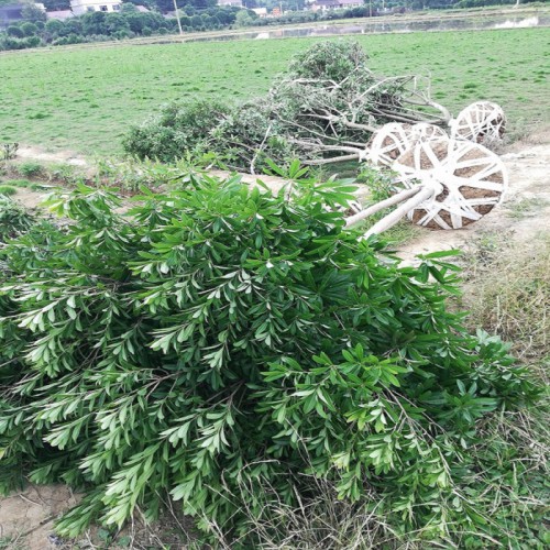 杨梅树 杨梅树价格 杨梅价格 各种规格杨梅树批发价格