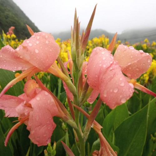 美人蕉 美人蕉价格