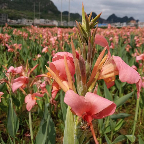 美人蕉         美人蕉批发   美人蕉价格