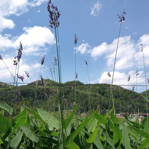 再力花价格 再力花批发