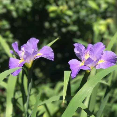 供应西伯利亚鸢尾 批发西伯利亚鸢尾