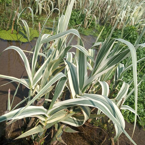 花叶芦竹 供应花叶芦竹批发