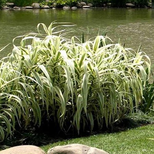 花叶芦竹 供应花叶芦竹批发