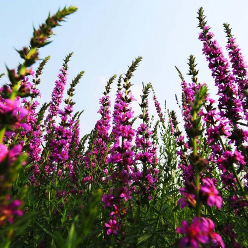 千屈菜       供应千屈菜    批发千屈菜