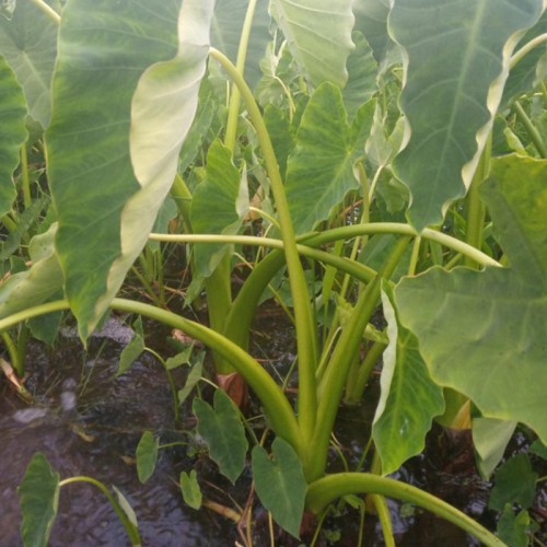 水芋苗价格 供应紫芋苗