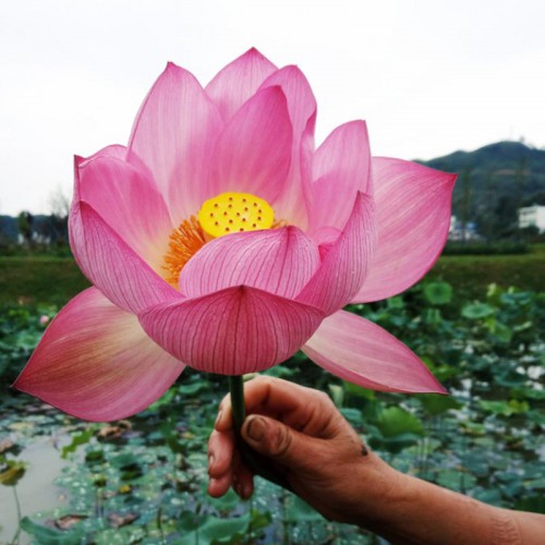 荷花价格 供应荷花苗