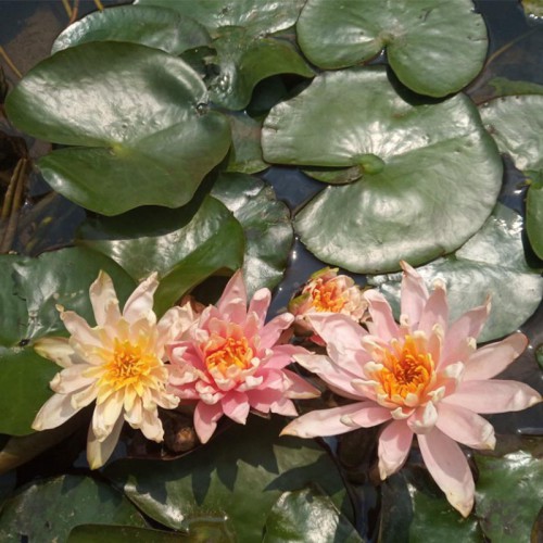 睡莲 水生睡莲价格 睡莲批发