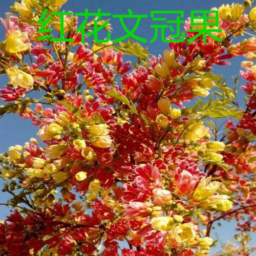 文冠果苗 文冠果树苗