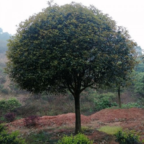 基地直销 12-20公分桂花树 桂花树价格