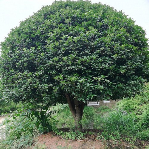 基地直销 18-19-20-21公分桂花树 桂花树价格